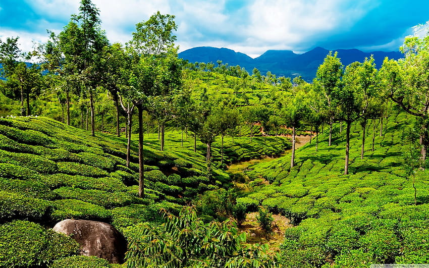 Areca Haven by Trusten